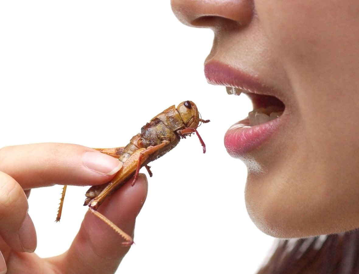 insecten eten